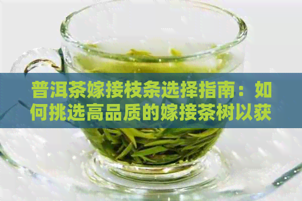 普洱茶嫁接枝条选择指南：如何挑选高品质的嫁接茶树以获得口感？