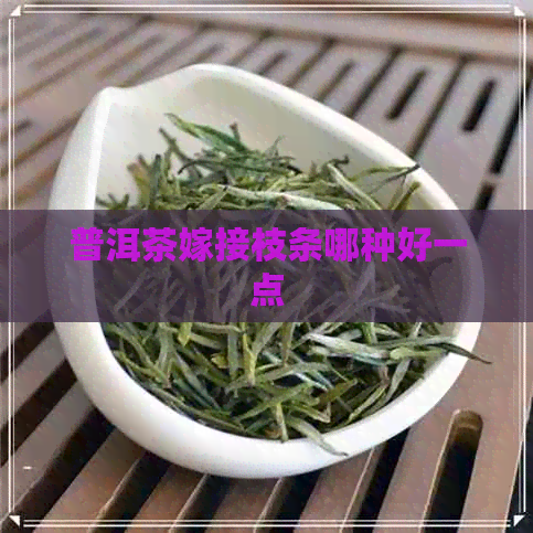 普洱茶嫁接枝条哪种好一点