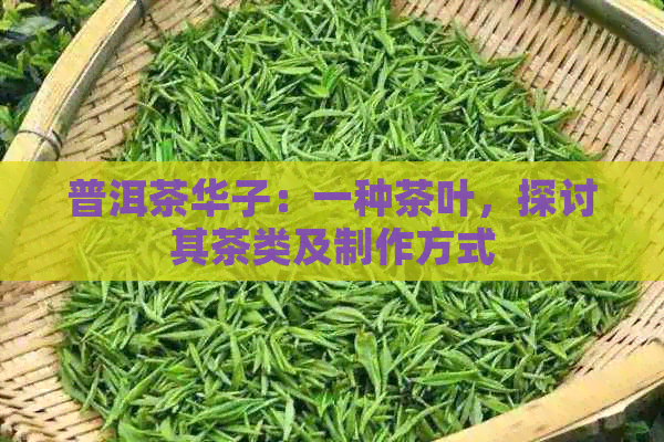 普洱茶华子：一种茶叶，探讨其茶类及制作方式