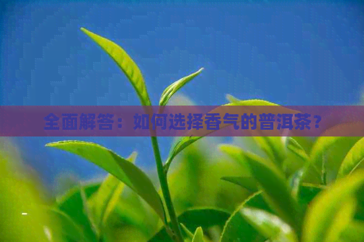 全面解答：如何选择香气的普洱茶？