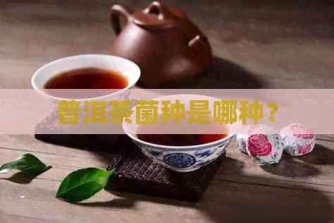 普洱茶菌种是哪种？