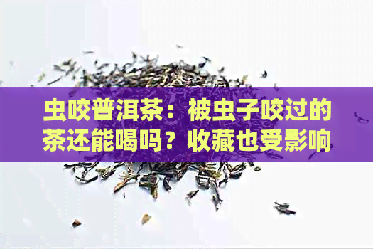 虫咬普洱茶：被虫子咬过的茶还能喝吗？收藏也受影响吗？