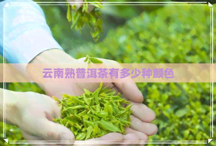 云南熟普洱茶有多少种颜色