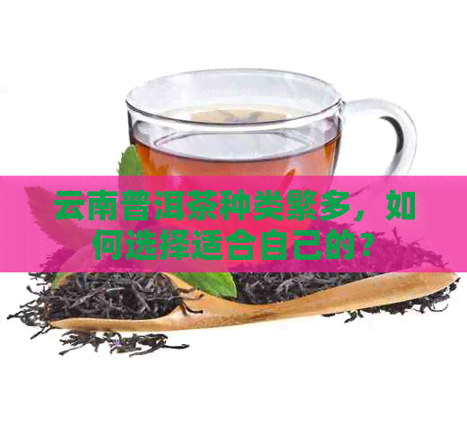 云南普洱茶种类繁多，如何选择适合自己的？