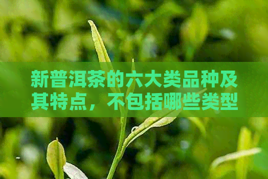 新普洱茶的六大类品种及其特点，不包括哪些类型的普洱茶？