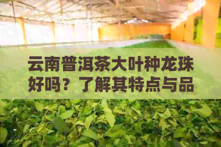 云南普洱茶大叶种龙珠好吗？了解其特点与品鉴方法