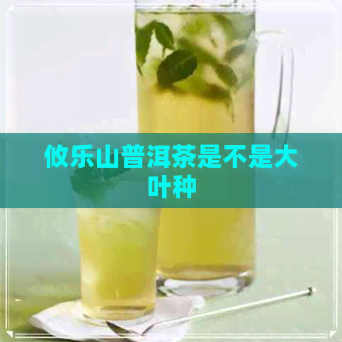 攸乐山普洱茶是不是大叶种