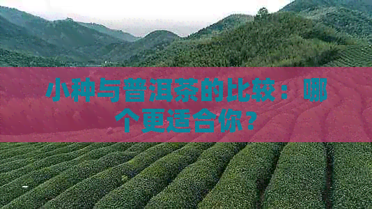 小种与普洱茶的比较：哪个更适合你？