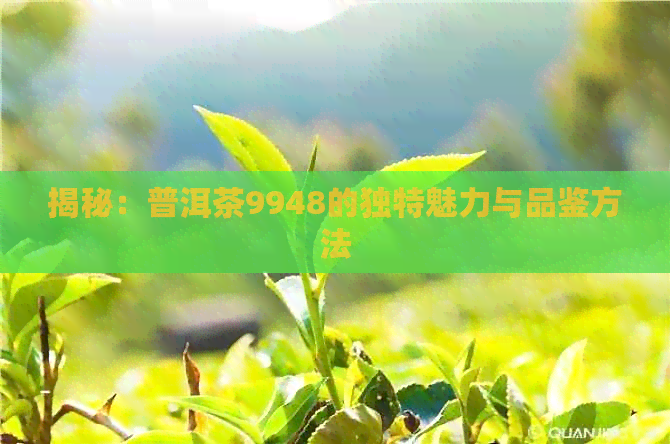 揭秘：普洱茶9948的独特魅力与品鉴方法