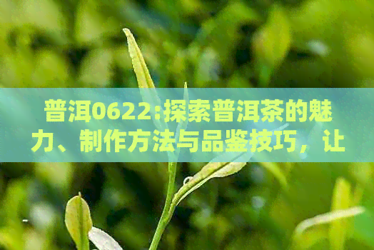 普洱0622:探索普洱茶的魅力、制作方法与品鉴技巧，让你全面了解普洱茶