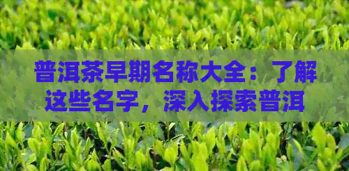 普洱茶早期名称大全：了解这些名字，深入探索普洱茶的历与文化