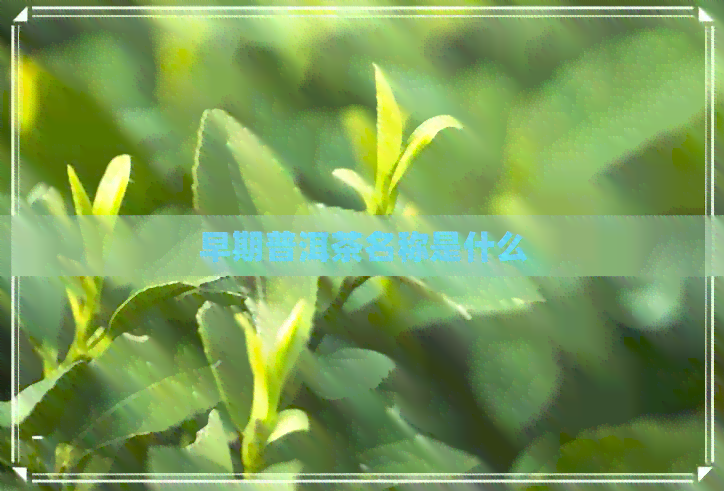 早期普洱茶名称是什么