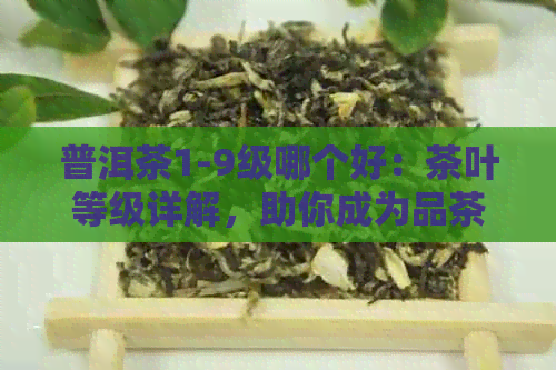 普洱茶1-9级哪个好：茶叶等级详解，助你成为品茶达人！