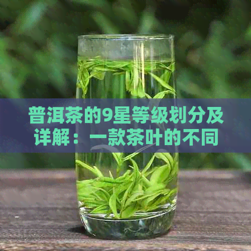 普洱茶的9星等级划分及详解：一款茶叶的不同层次