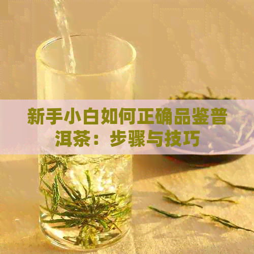 新手小白如何正确品鉴普洱茶：步骤与技巧