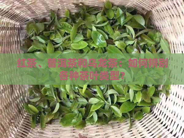 红茶、普洱茶和乌龙茶：如何辨别各种茶叶类型？