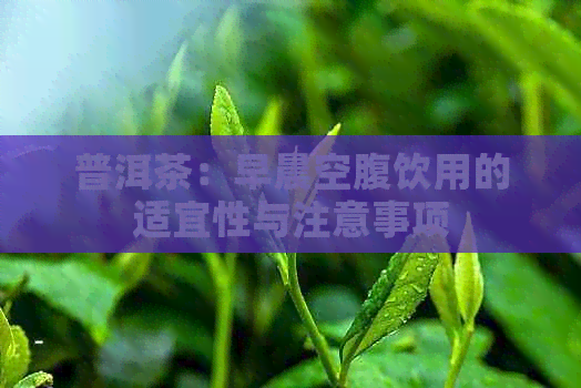 普洱茶：早晨空腹饮用的适宜性与注意事项