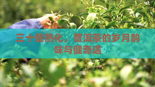 三十载熟化，普洱茶的岁月韵味与健奇遇