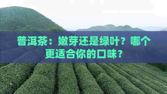 普洱茶：嫩芽还是绿叶？哪个更适合你的口味？