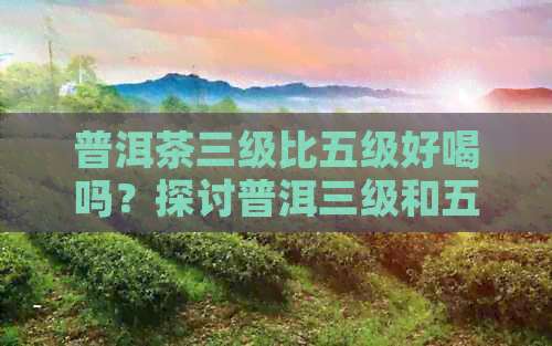 普洱茶三级比五级好喝吗？探讨普洱三级和五级茶的口感差异与品质优劣