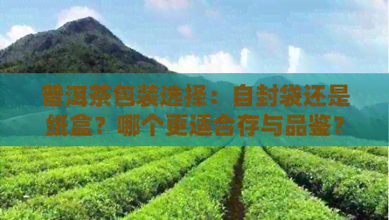 普洱茶包装选择：自封袋还是纸盒？哪个更适合存与品鉴？