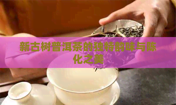 新古树普洱茶的独特韵味与陈化之美