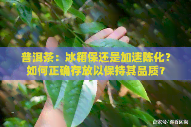 普洱茶：冰箱保还是加速陈化？如何正确存放以保持其品质？