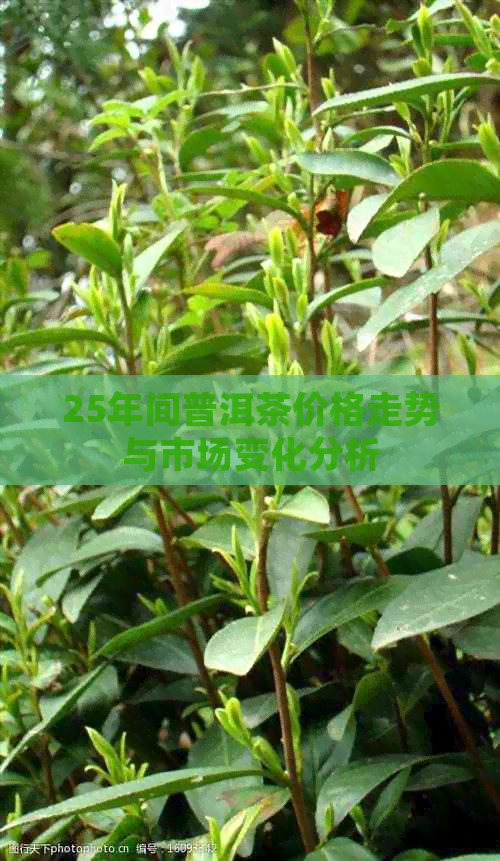 25年间普洱茶价格走势与市场变化分析