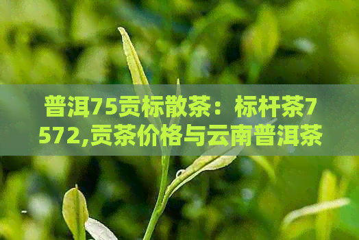 普洱75贡标散茶：标杆茶7572,贡茶价格与云南普洱茶7545的比较