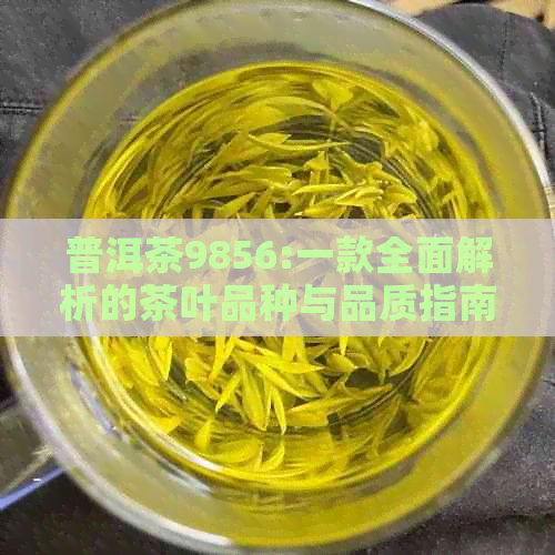 普洱茶9856:一款全面解析的茶叶品种与品质指南，带你深入了解普洱茶的世界