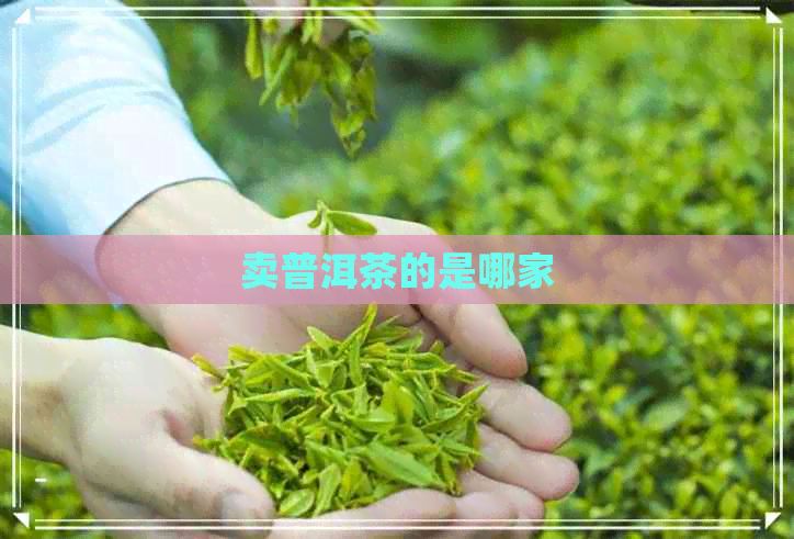 卖普洱茶的是哪家