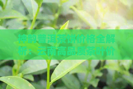 神韵普洱茶饼价格全解析：云南高品质茶叶价位表