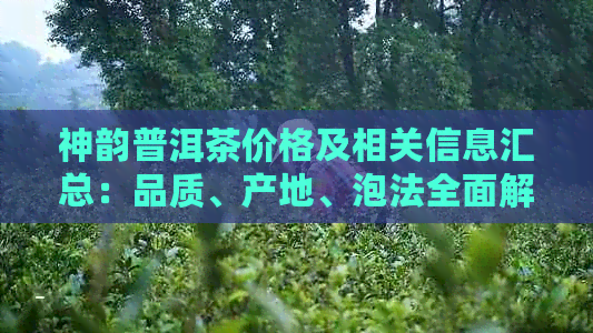 神韵普洱茶价格及相关信息汇总：品质、产地、泡法全面解析