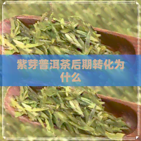 紫芽普洱茶后期转化为什么