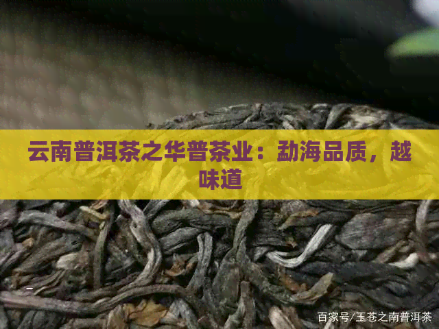 云南普洱茶之华普茶业：勐海品质，越味道