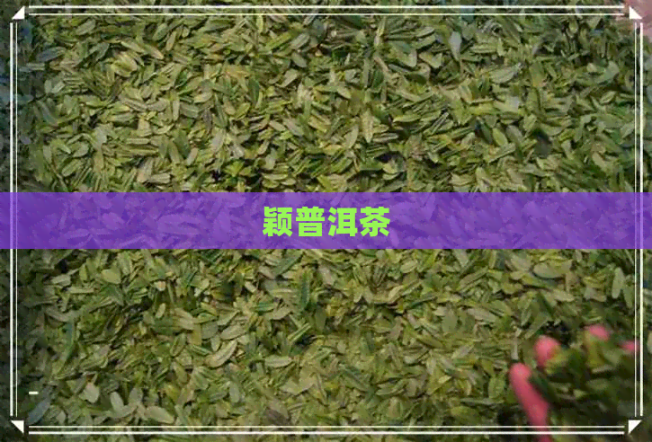 颖普洱茶