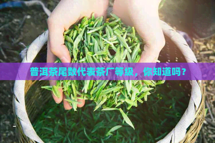 普洱茶尾数代表茶厂等级，你知道吗？