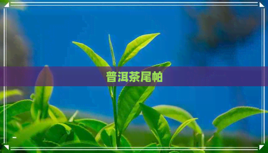 普洱茶尾帕