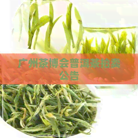 广州茶博会普洱茶拍卖公告