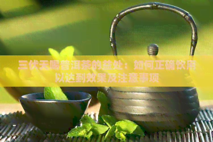 三伏天喝普洱茶的益处：如何正确饮用以达到效果及注意事项