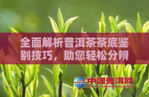 全面解析普洱茶茶底鉴别技巧，助您轻松分辨优质茶叶