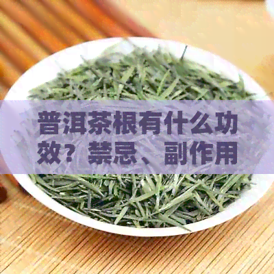 普洱茶根有什么功效？禁忌、副作用及作用是什么？