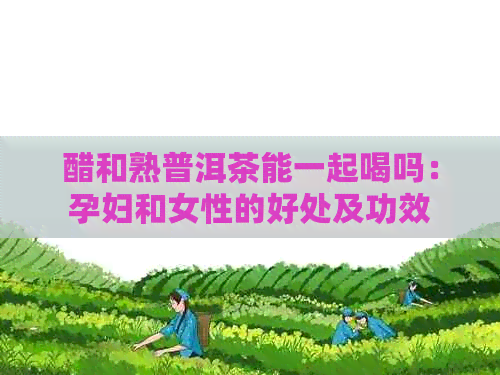 醋和熟普洱茶能一起喝吗：孕妇和女性的好处及功效