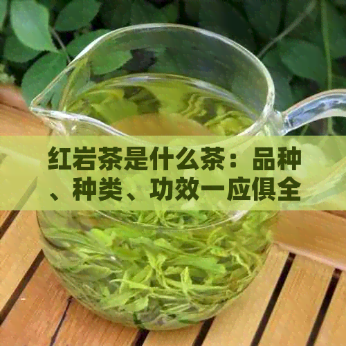 红岩茶是什么茶：品种、种类、功效一应俱全