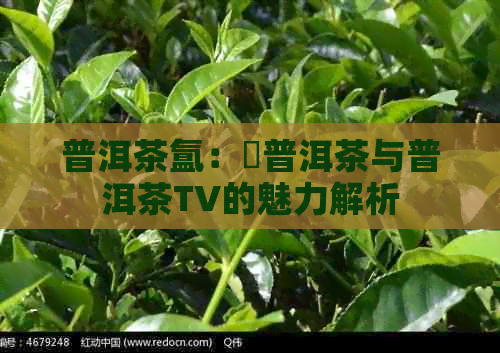 普洱茶氲：槚普洱茶与普洱茶TV的魅力解析