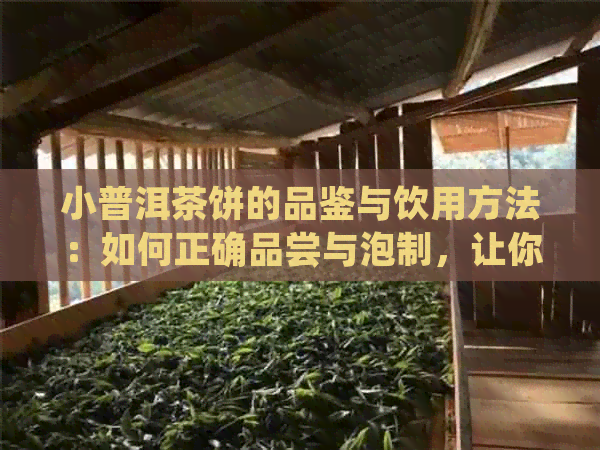 小普洱茶饼的品鉴与饮用方法：如何正确品尝与泡制，让你的茶香更浓