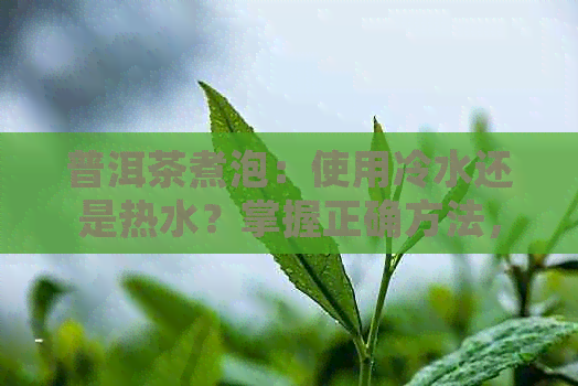 普洱茶煮泡：使用冷水还是热水？掌握正确方法，品鉴口感