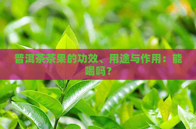 普洱茶茶果的功效、用途与作用：能喝吗？