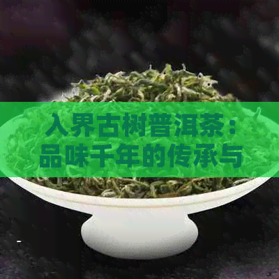 入界古树普洱茶：品味千年的传承与风华