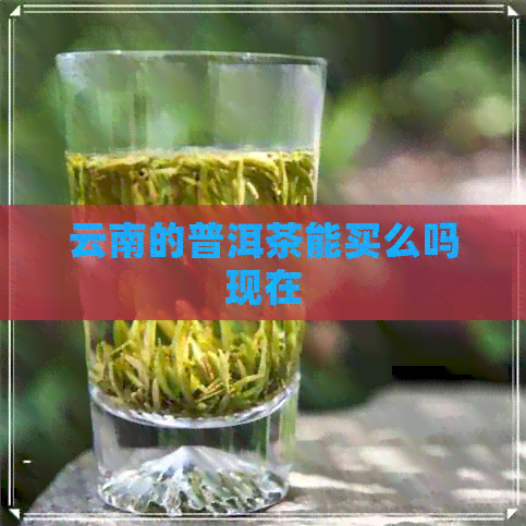 云南的普洱茶能买么吗现在